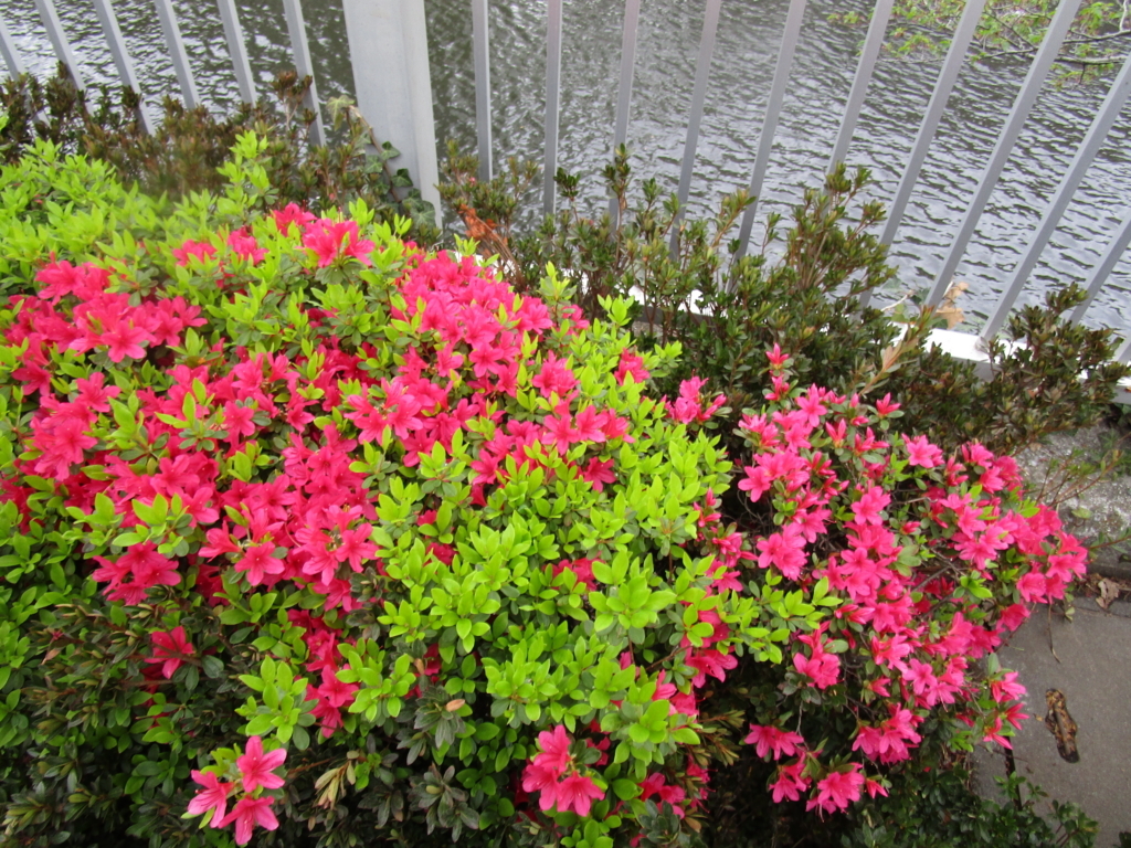 f:id:hideki-sansho:20180407173258j:plain f:id:hideki-sansho:20180407173258j:plain