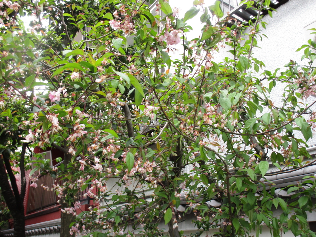 f:id:hideki-sansho:20180407173441j:plain f:id:hideki-sansho:20180407173441j:plain