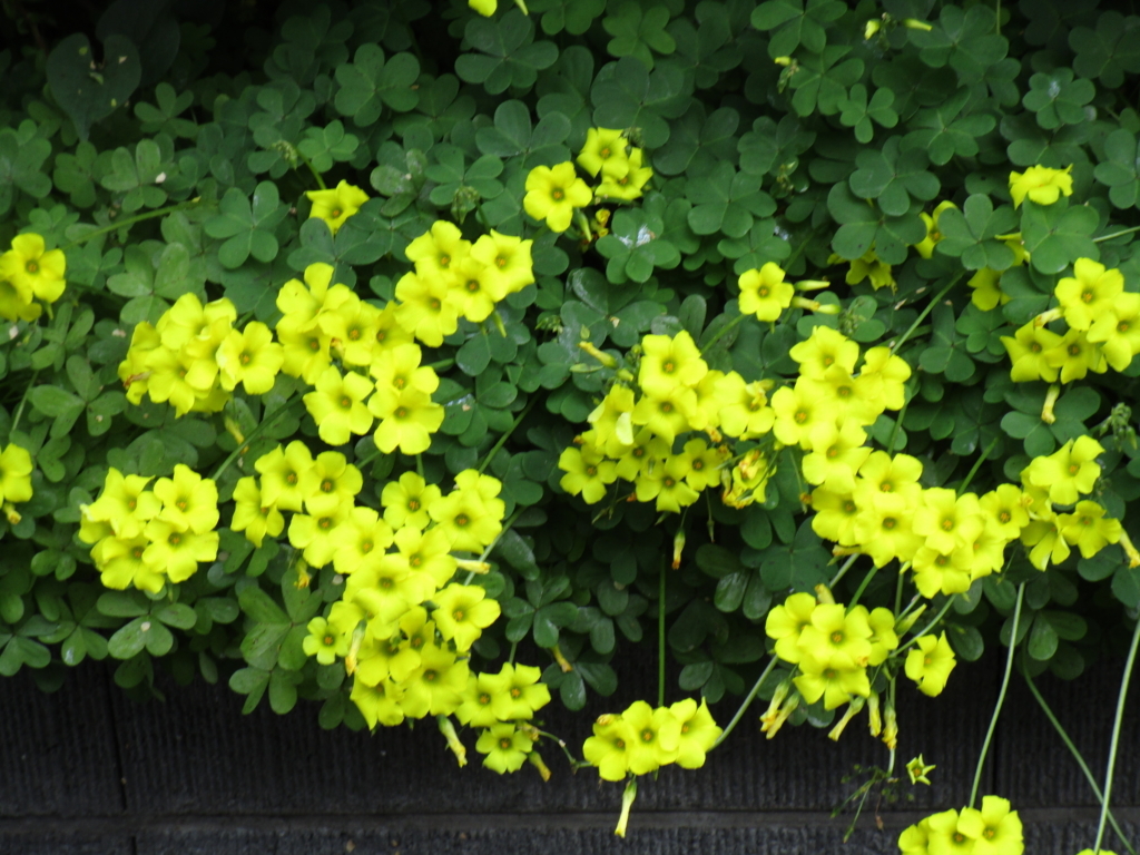 f:id:hideki-sansho:20180407173504j:plain f:id:hideki-sansho:20180407173504j:plain