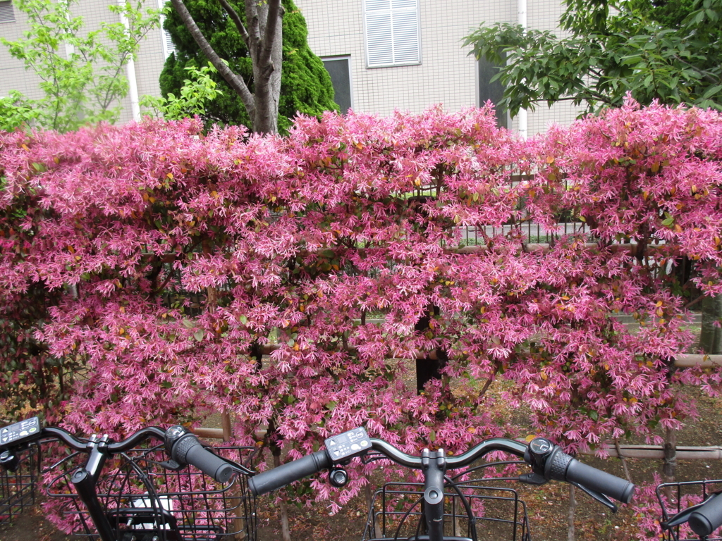 f:id:hideki-sansho:20180407174758j:plain f:id:hideki-sansho:20180407174758j:plain