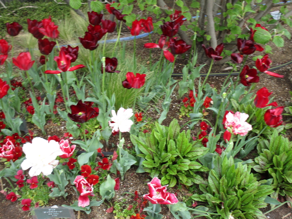 f:id:hideki-sansho:20180407175520j:plain f:id:hideki-sansho:20180407175520j:plain