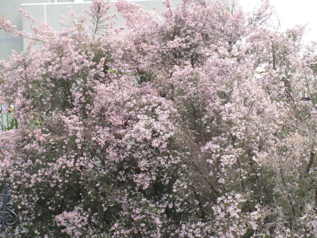 f:id:hideki-sansho:20180407175701j:plain f:id:hideki-sansho:20180407175701j:plain