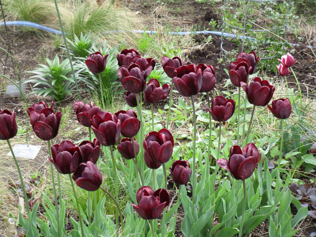 f:id:hideki-sansho:20180407175949j:plain f:id:hideki-sansho:20180407175949j:plain