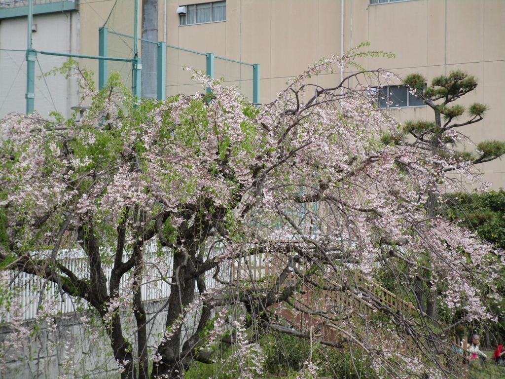 f:id:hideki-sansho:20180407180459j:plain f:id:hideki-sansho:20180407180459j:plain