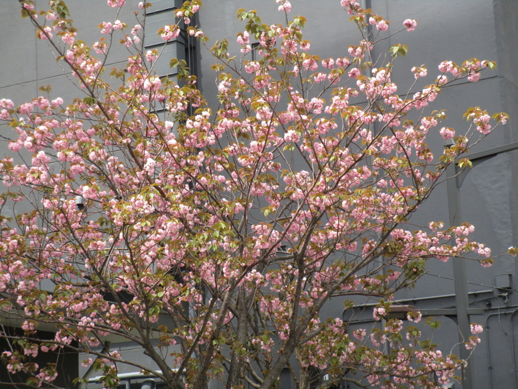 f:id:hideki-sansho:20180407181131j:plain f:id:hideki-sansho:20180407181131j:plain