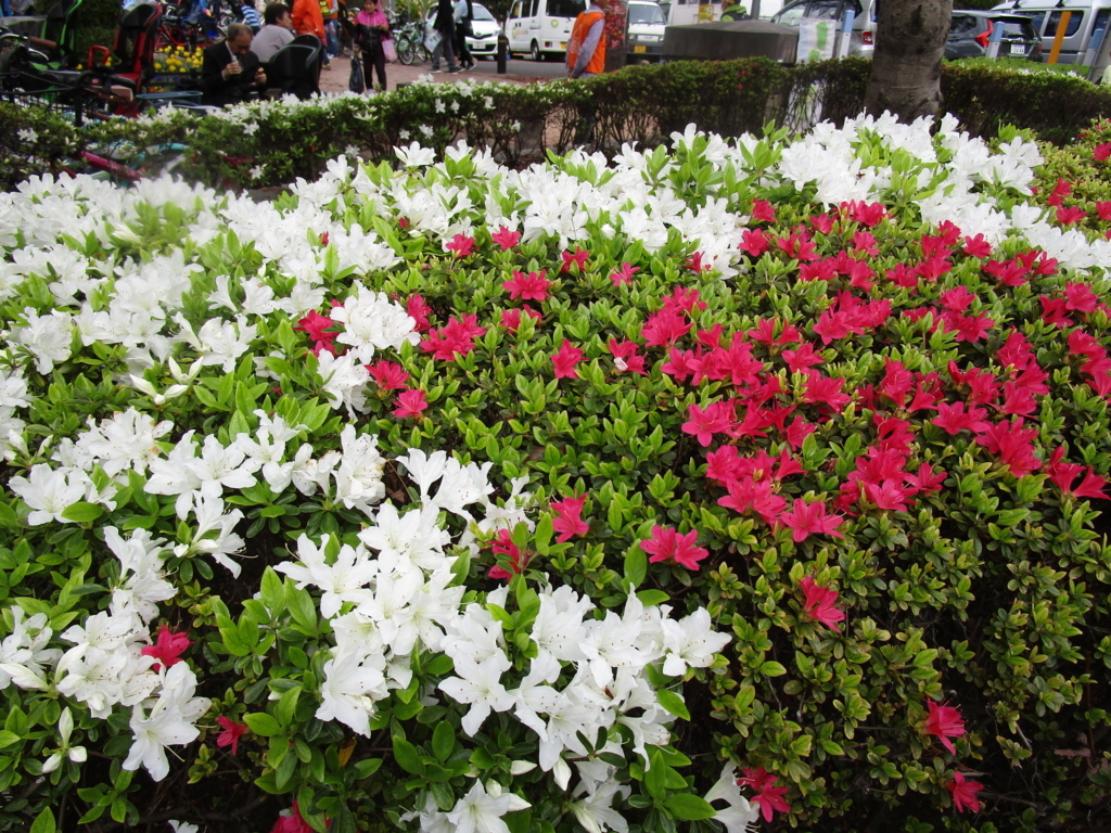 f:id:hideki-sansho:20180407181957j:plain f:id:hideki-sansho:20180407181957j:plain