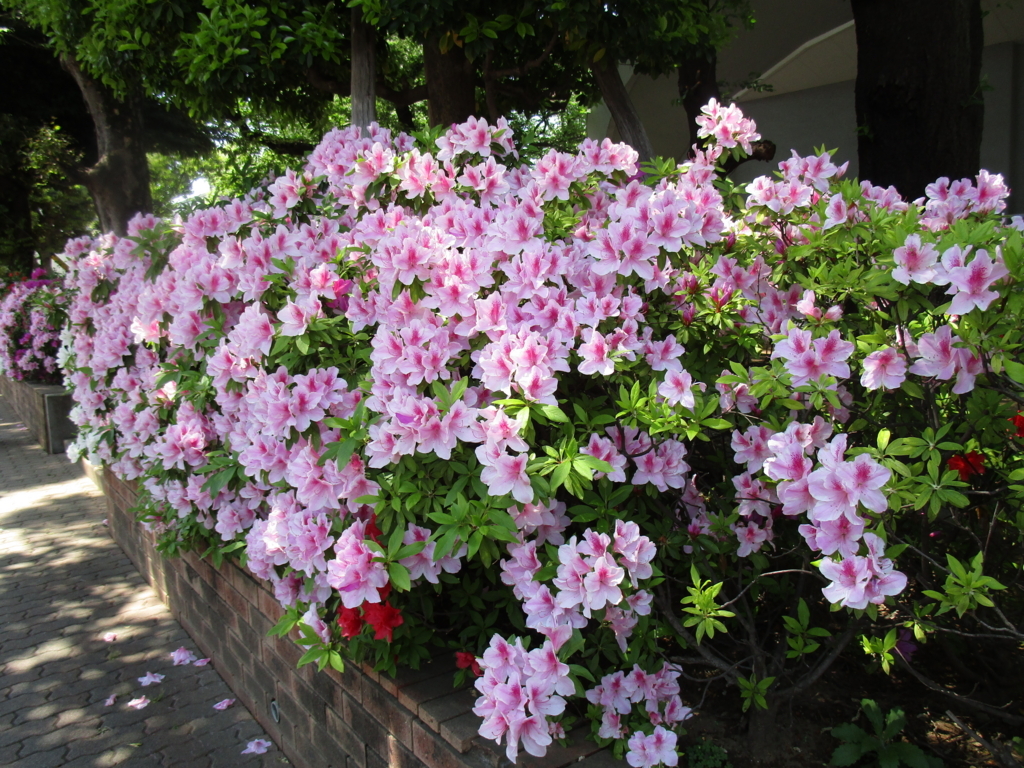 f:id:hideki-sansho:20180421193315j:plain f:id:hideki-sansho:20180421193315j:plain