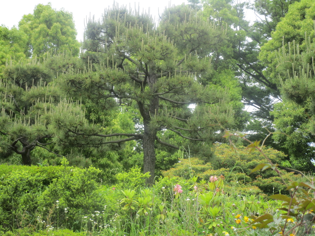 f:id:hideki-sansho:20180502222500j:plain f:id:hideki-sansho:20180502222500j:plain