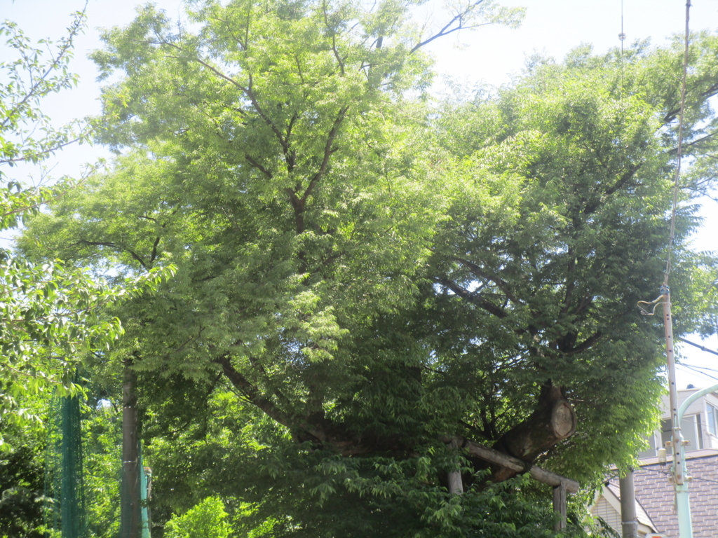 f:id:hideki-sansho:20180504183345j:plain f:id:hideki-sansho:20180504183345j:plain