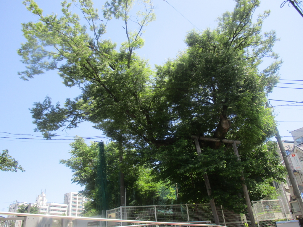 f:id:hideki-sansho:20180504183410j:plain f:id:hideki-sansho:20180504183410j:plain