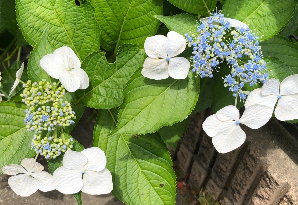 f:id:hideki-sansho:20180601041725j:plain f:id:hideki-sansho:20180601041725j:plain