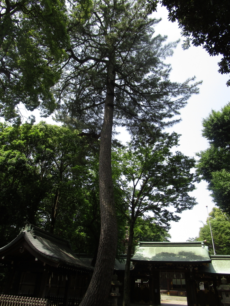 f:id:hideki-sansho:20180601102305j:plain f:id:hideki-sansho:20180601102305j:plain