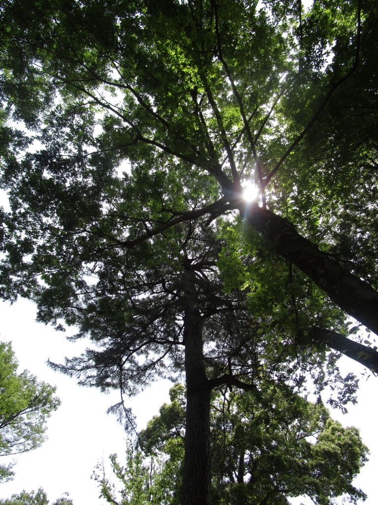 f:id:hideki-sansho:20180601102428j:plain f:id:hideki-sansho:20180601102428j:plain