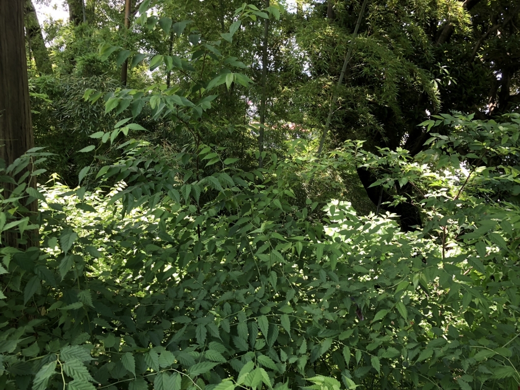 f:id:hideki-sansho:20180607190459j:plain f:id:hideki-sansho:20180607190459j:plain