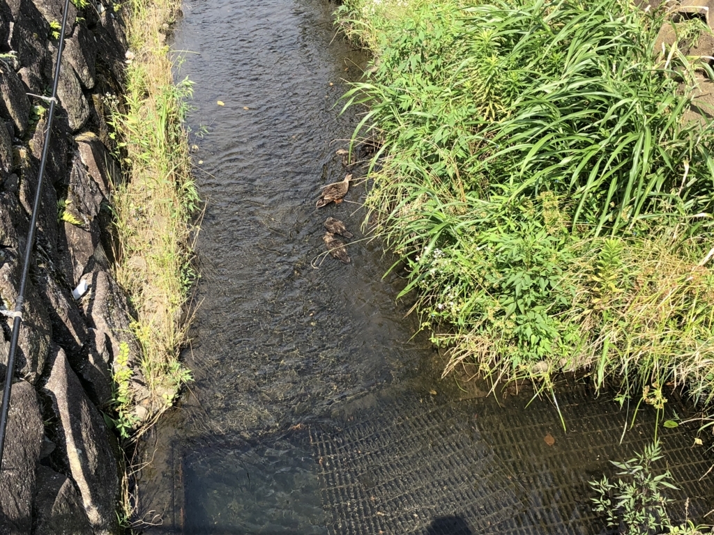 f:id:hideki-sansho:20180714131711j:plain f:id:hideki-sansho:20180714131711j:plain
