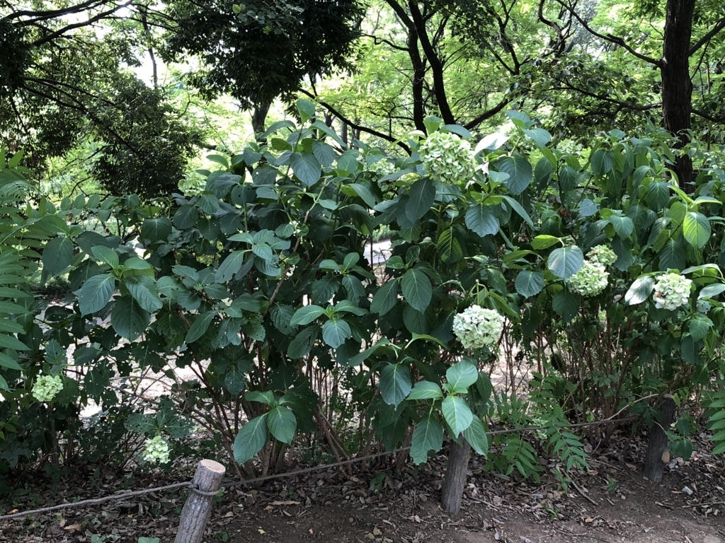 f:id:hideki-sansho:20180724135635j:plain f:id:hideki-sansho:20180724135635j:plain