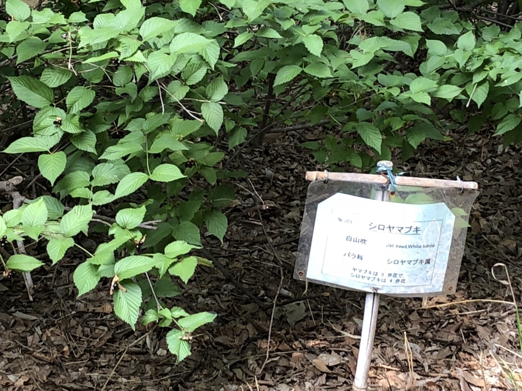 f:id:hideki-sansho:20180724140820j:plain f:id:hideki-sansho:20180724140820j:plain