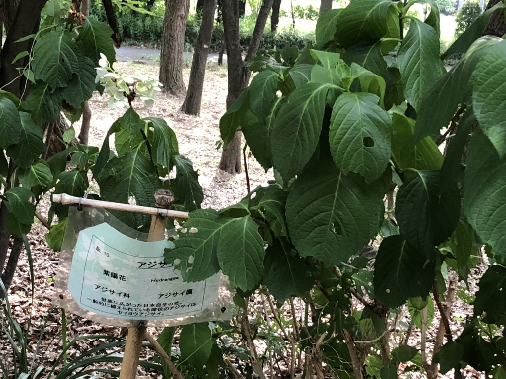 f:id:hideki-sansho:20180724140903j:plain f:id:hideki-sansho:20180724140903j:plain
