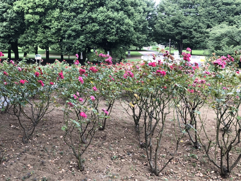 f:id:hideki-sansho:20180724144512j:plain f:id:hideki-sansho:20180724144512j:plain