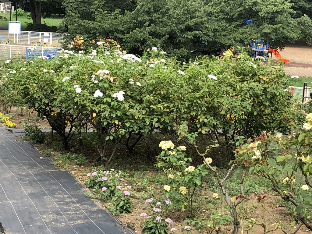 f:id:hideki-sansho:20180724144527j:plain f:id:hideki-sansho:20180724144527j:plain