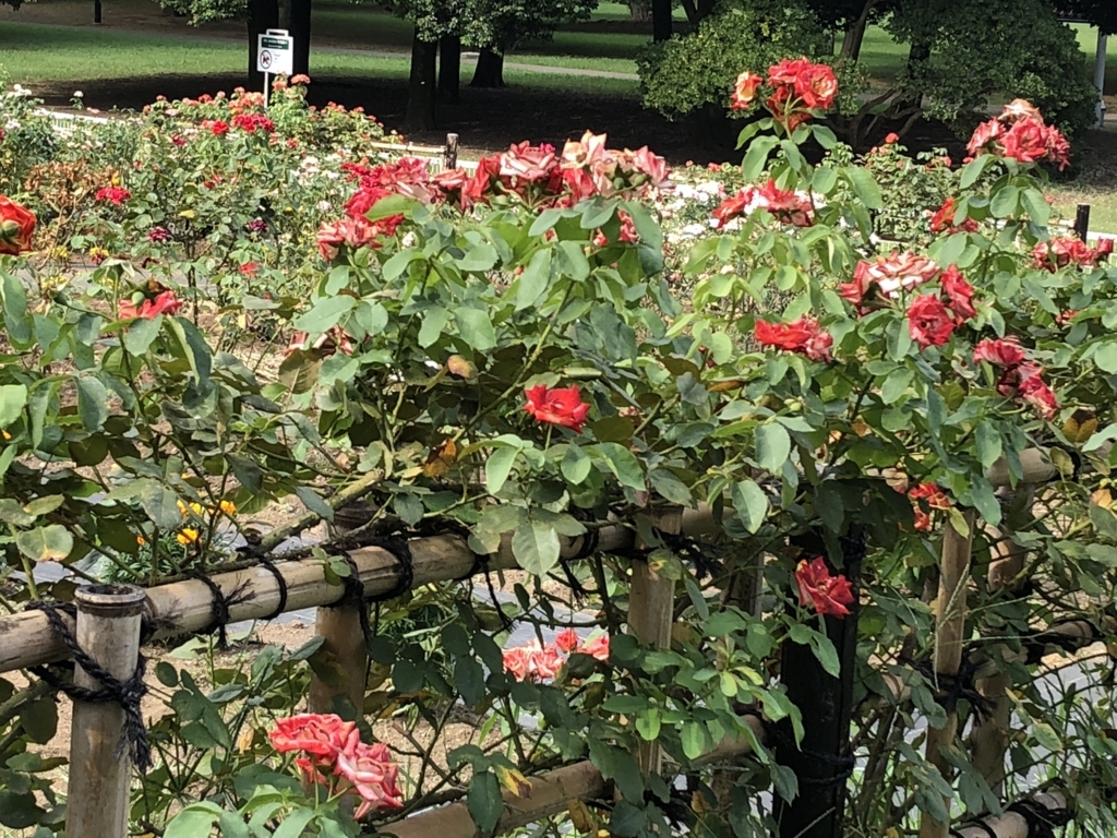f:id:hideki-sansho:20180724144601j:plain f:id:hideki-sansho:20180724144601j:plain