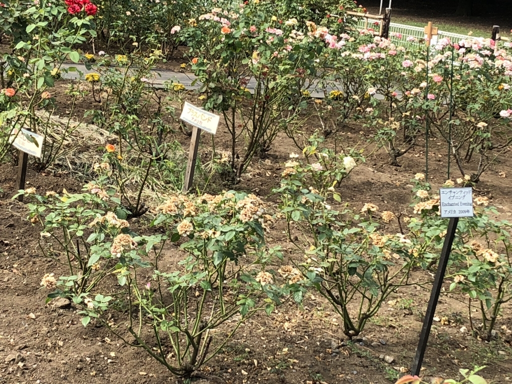 f:id:hideki-sansho:20180724144617j:plain f:id:hideki-sansho:20180724144617j:plain