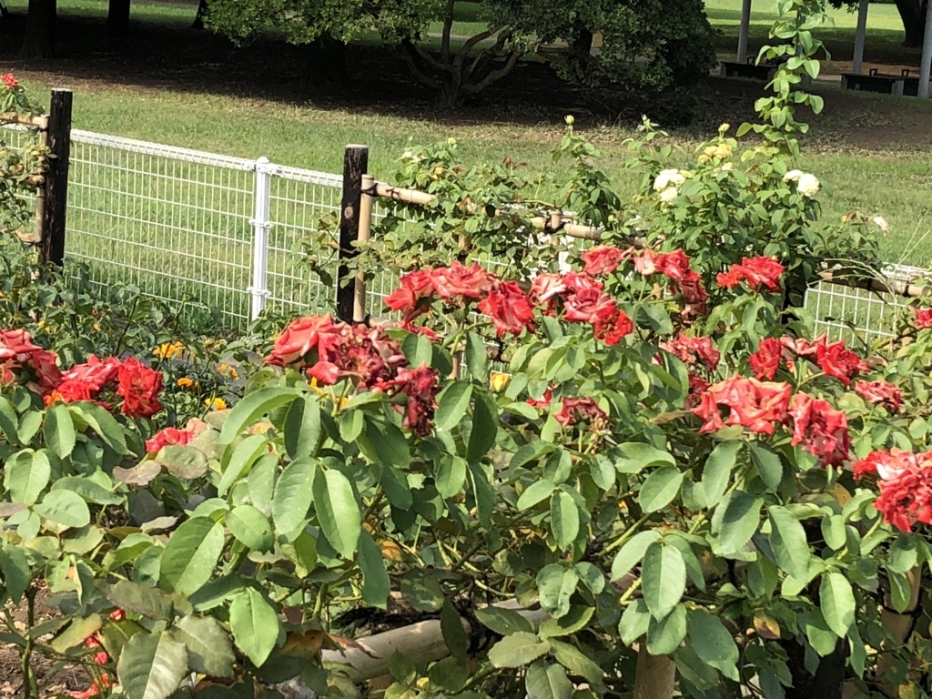f:id:hideki-sansho:20180724144646j:plain f:id:hideki-sansho:20180724144646j:plain