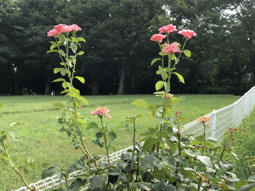 f:id:hideki-sansho:20180724144700j:plain f:id:hideki-sansho:20180724144700j:plain