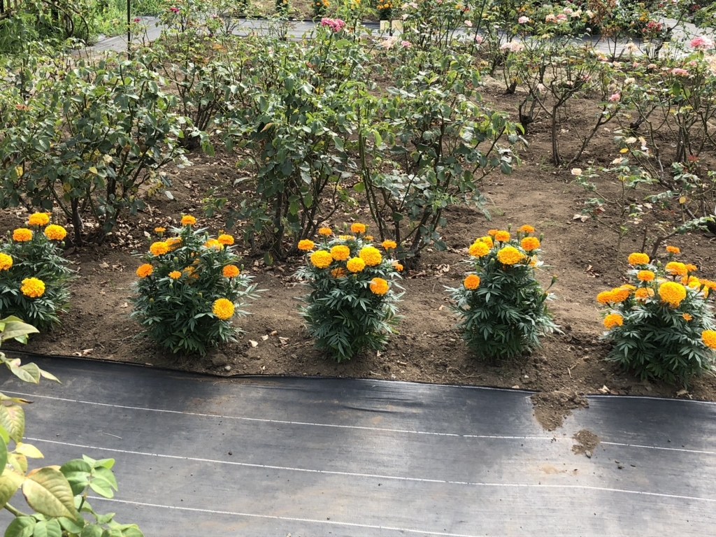 f:id:hideki-sansho:20180724144714j:plain f:id:hideki-sansho:20180724144714j:plain