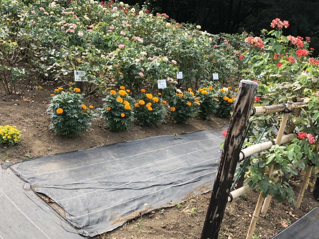 f:id:hideki-sansho:20180724144730j:plain f:id:hideki-sansho:20180724144730j:plain