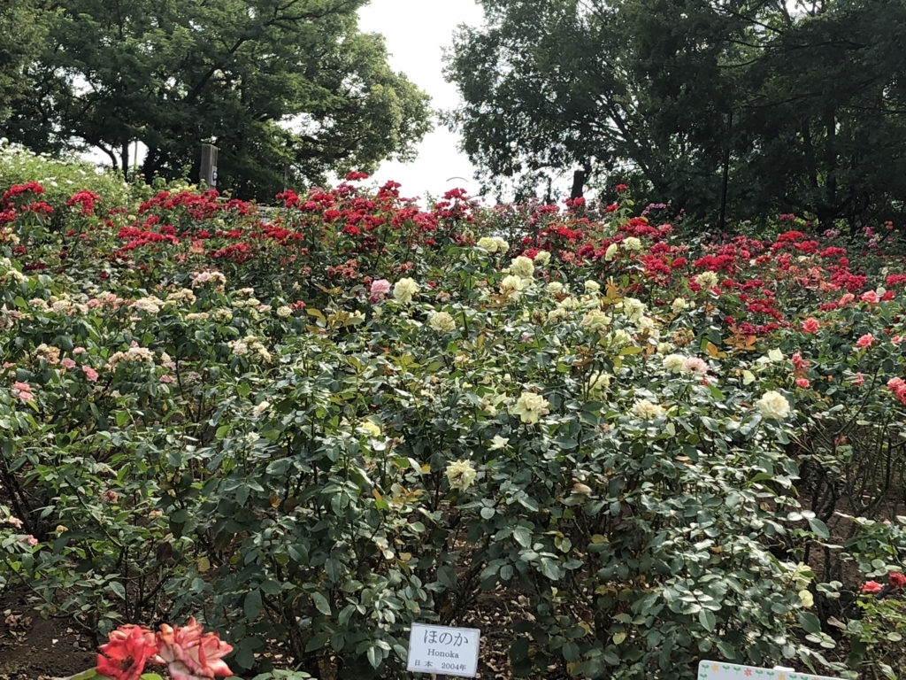 f:id:hideki-sansho:20180724144746j:plain f:id:hideki-sansho:20180724144746j:plain