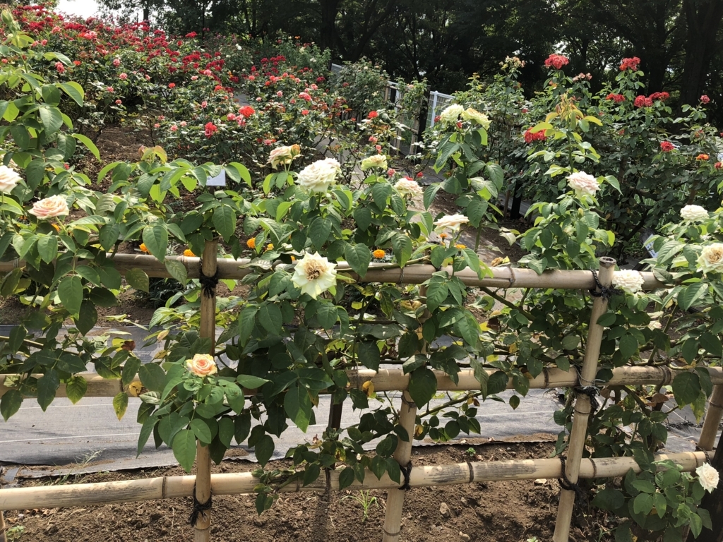 f:id:hideki-sansho:20180724144802j:plain f:id:hideki-sansho:20180724144802j:plain