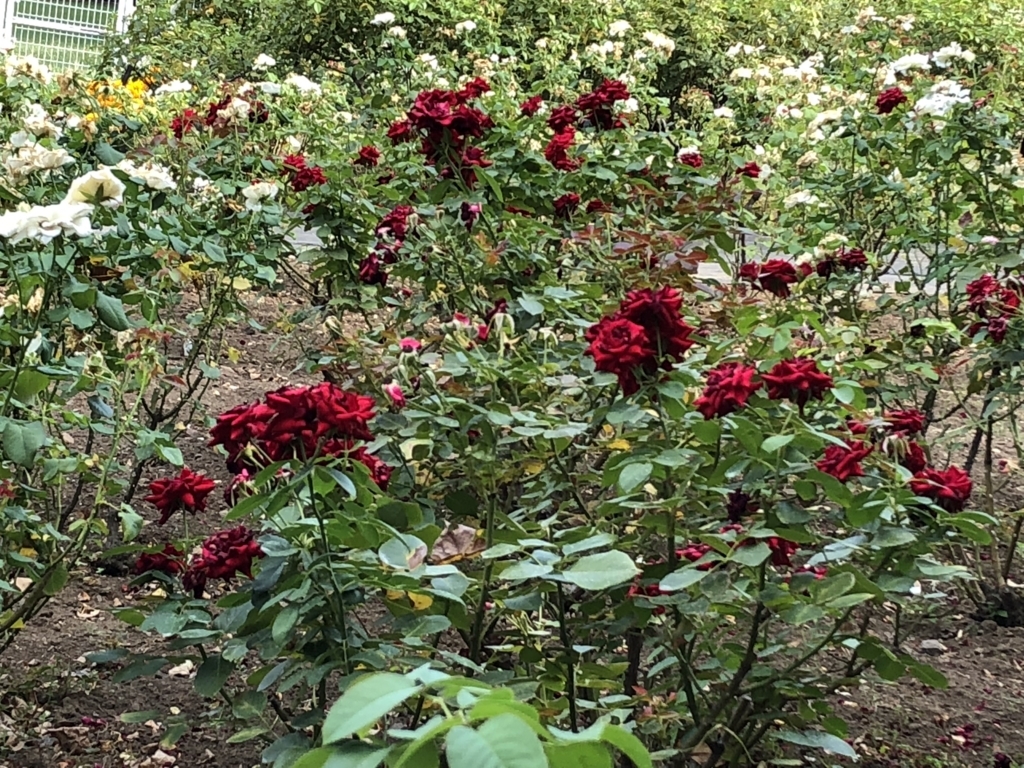 f:id:hideki-sansho:20180724144845j:plain f:id:hideki-sansho:20180724144845j:plain