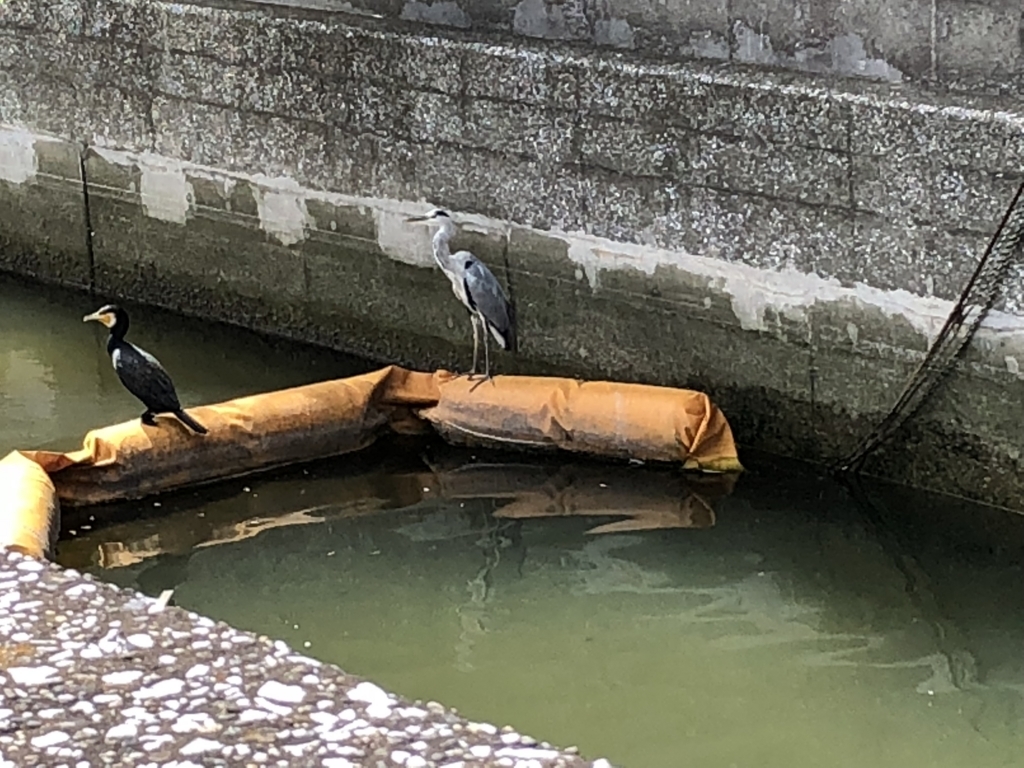 f:id:hideki-sansho:20180815150717j:plain