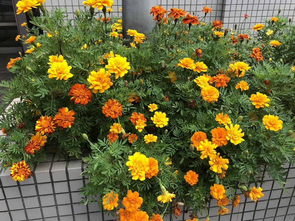 f:id:hideki-sansho:20181010133010j:plain f:id:hideki-sansho:20181010133010j:plain