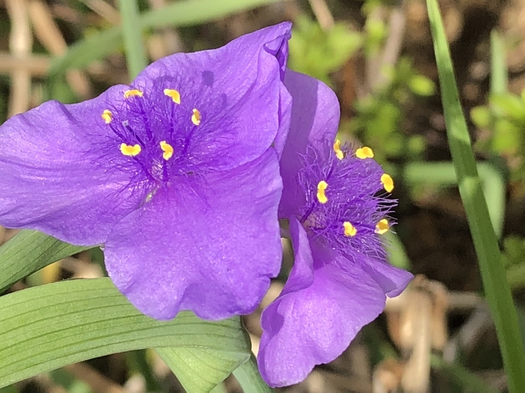 f:id:hideki-sansho:20181010133024j:plain f:id:hideki-sansho:20181010133024j:plain