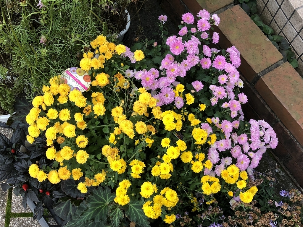 f:id:hideki-sansho:20181012125541j:plain f:id:hideki-sansho:20181012125541j:plain