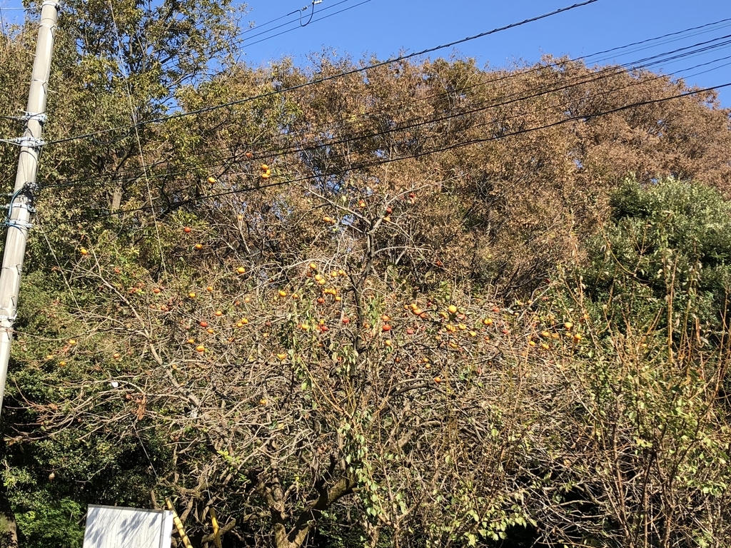 f:id:hideki-sansho:20181103163955j:plain f:id:hideki-sansho:20181103163955j:plain