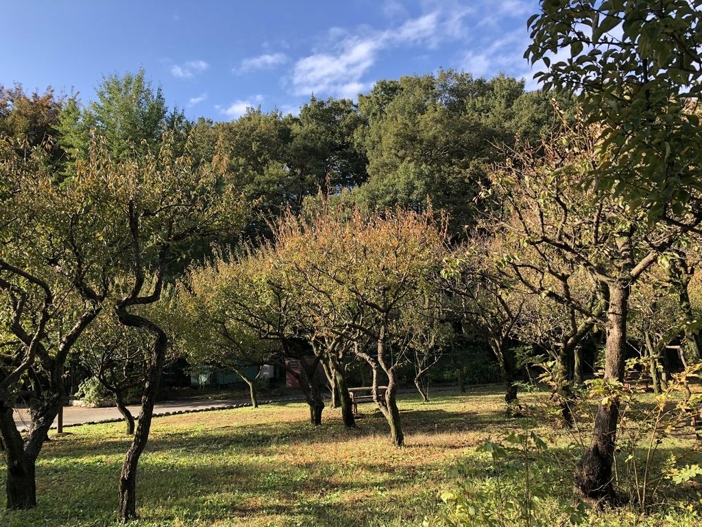f:id:hideki-sansho:20181107154330j:plain f:id:hideki-sansho:20181107154330j:plain