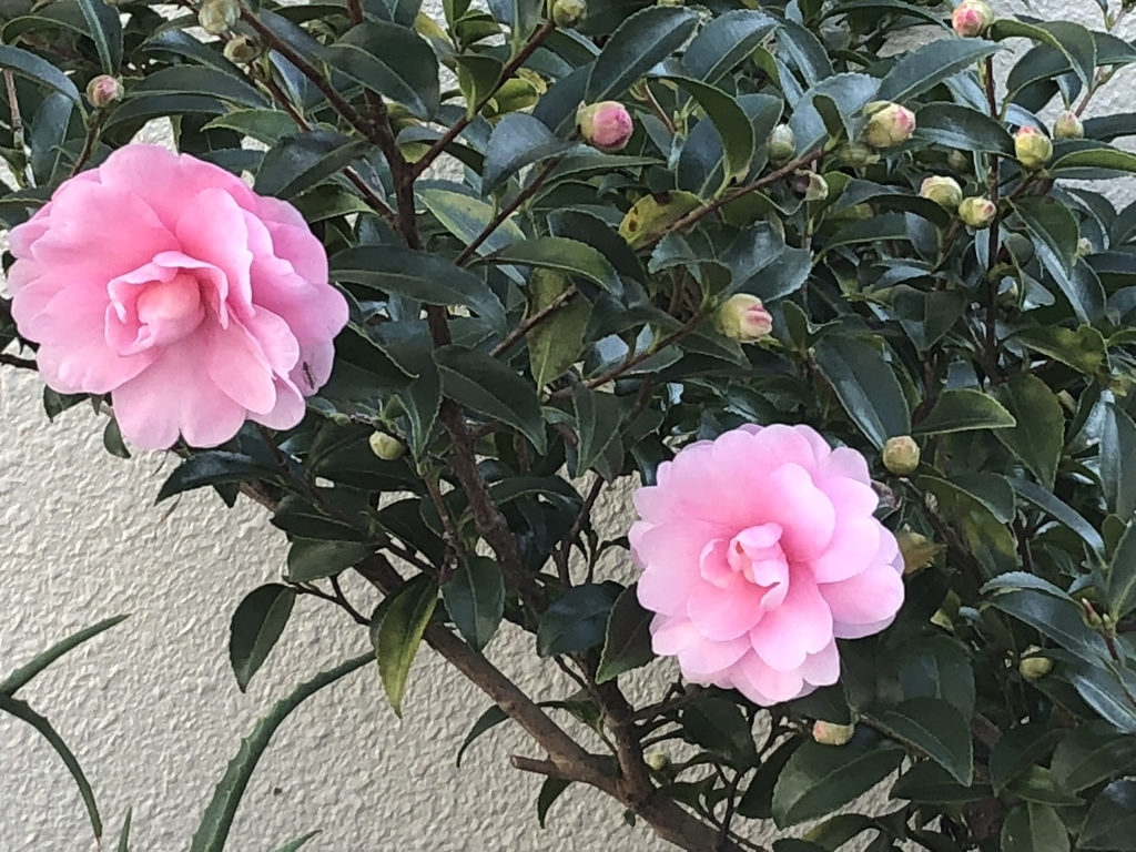 f:id:hideki-sansho:20181108190119j:plain f:id:hideki-sansho:20181108190119j:plain