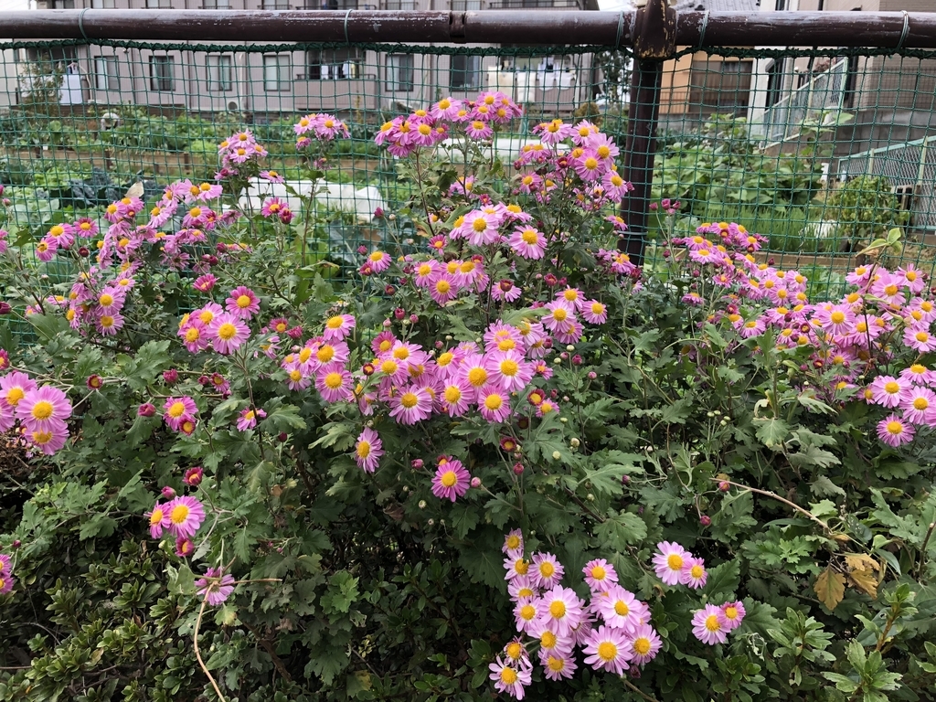f:id:hideki-sansho:20181108190305j:plain f:id:hideki-sansho:20181108190305j:plain