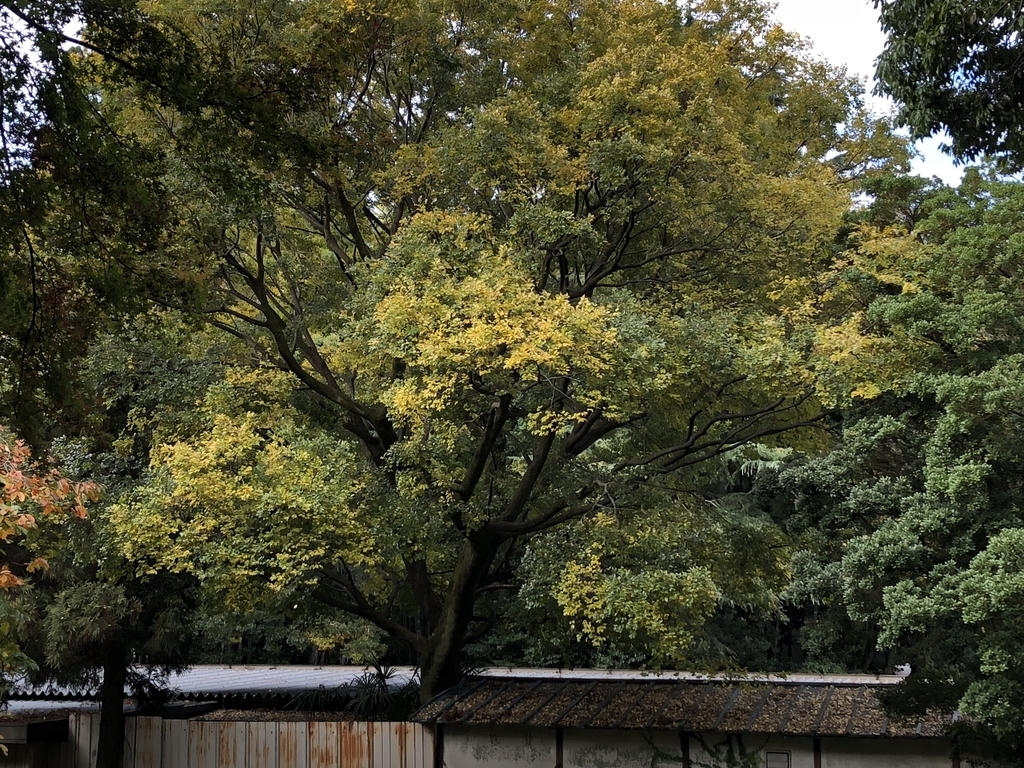 f:id:hideki-sansho:20181114120948j:plain f:id:hideki-sansho:20181114120948j:plain