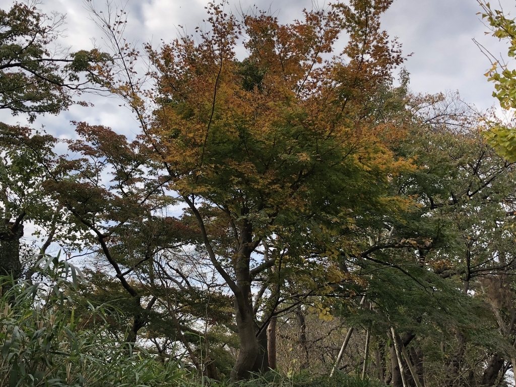 f:id:hideki-sansho:20181119125902j:plain f:id:hideki-sansho:20181119125902j:plain
