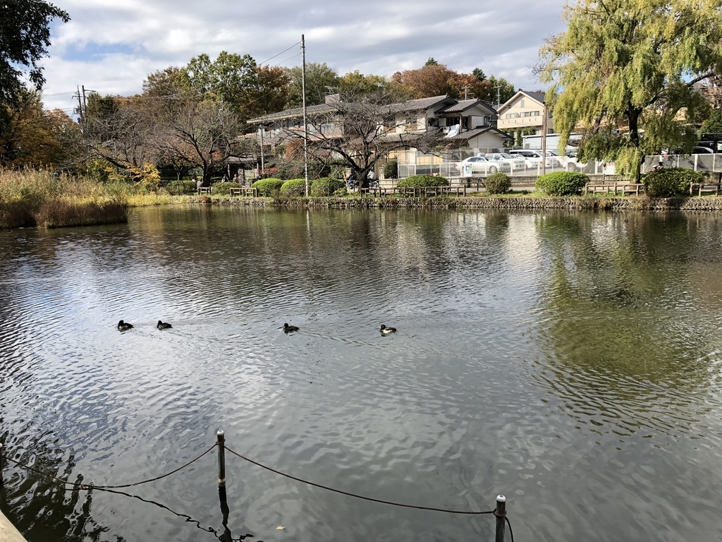 f:id:hideki-sansho:20181120150052j:plain f:id:hideki-sansho:20181120150052j:plain
