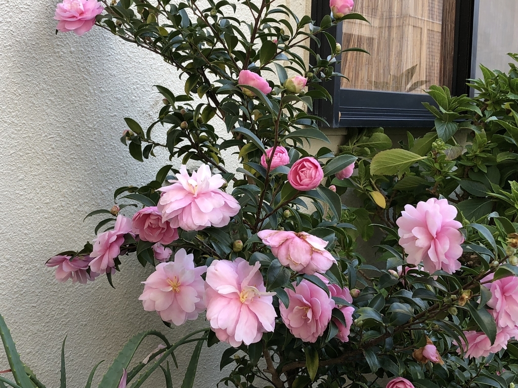 f:id:hideki-sansho:20181120153717j:plain