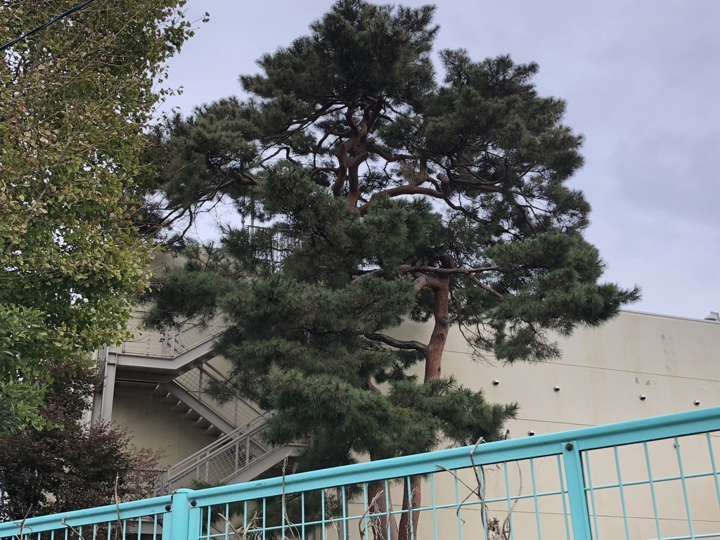 f:id:hideki-sansho:20181122141026j:plain