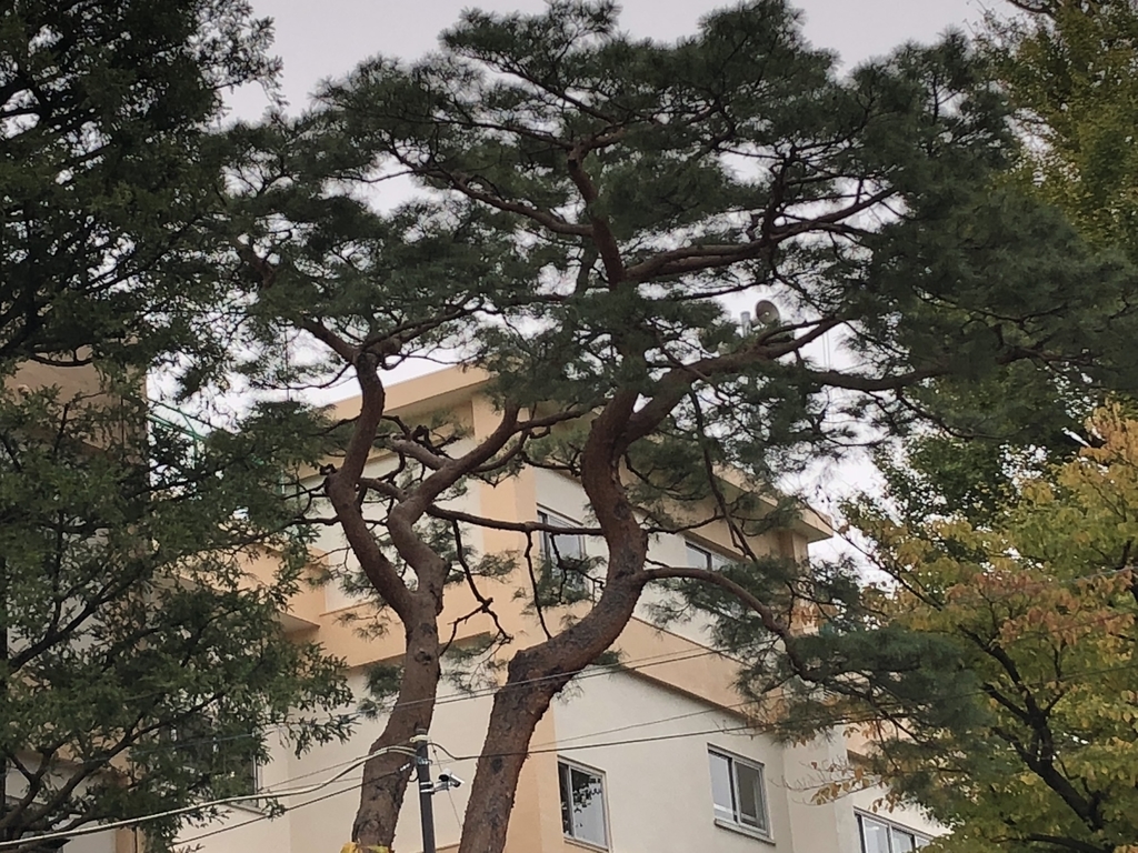 f:id:hideki-sansho:20181122141309j:plain