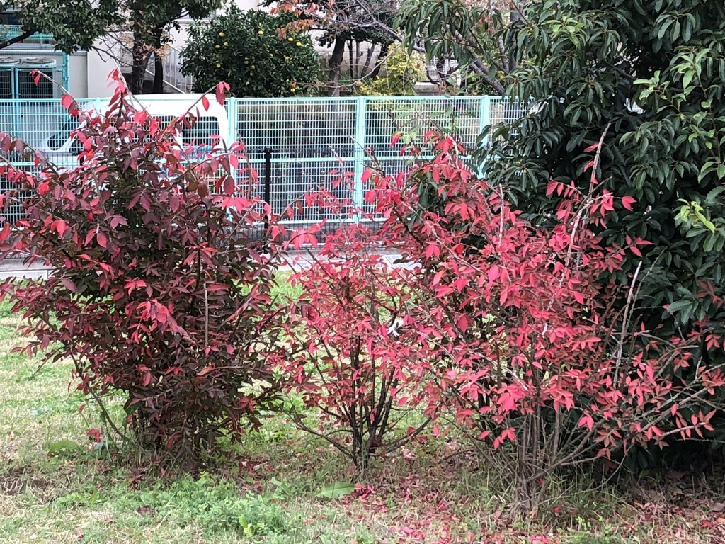 f:id:hideki-sansho:20181122141758j:plain