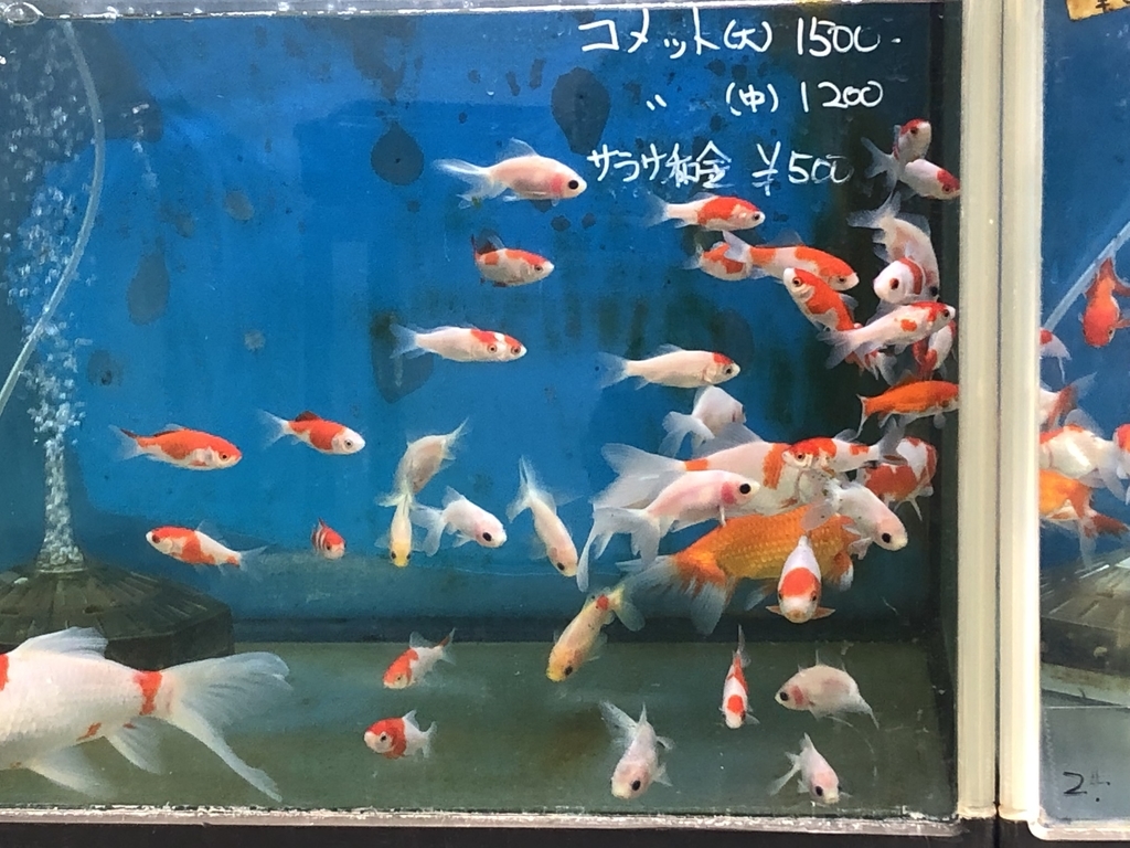 f:id:hideki-sansho:20181214200218j:plain f:id:hideki-sansho:20181214200218j:plain
