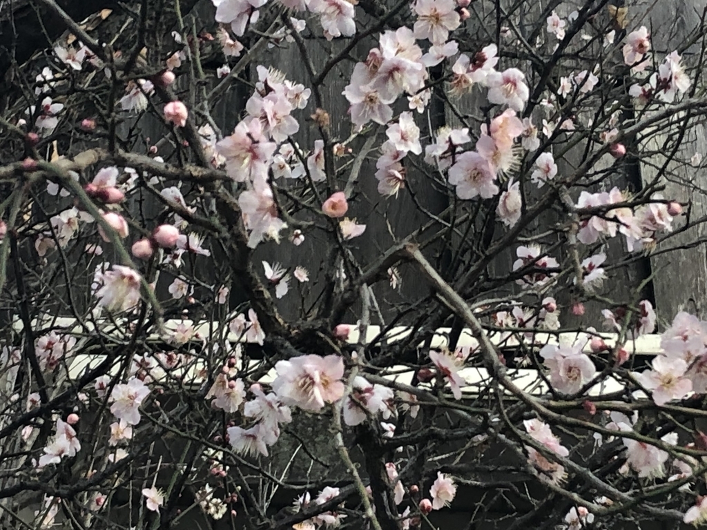 f:id:hideki-sansho:20190128184247j:plain